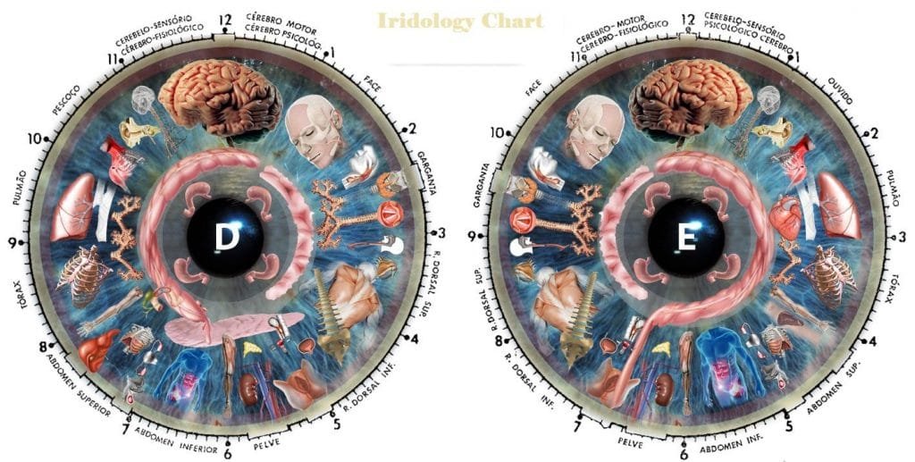 How To Read Iridology Chart how-to-read-iridology-chart